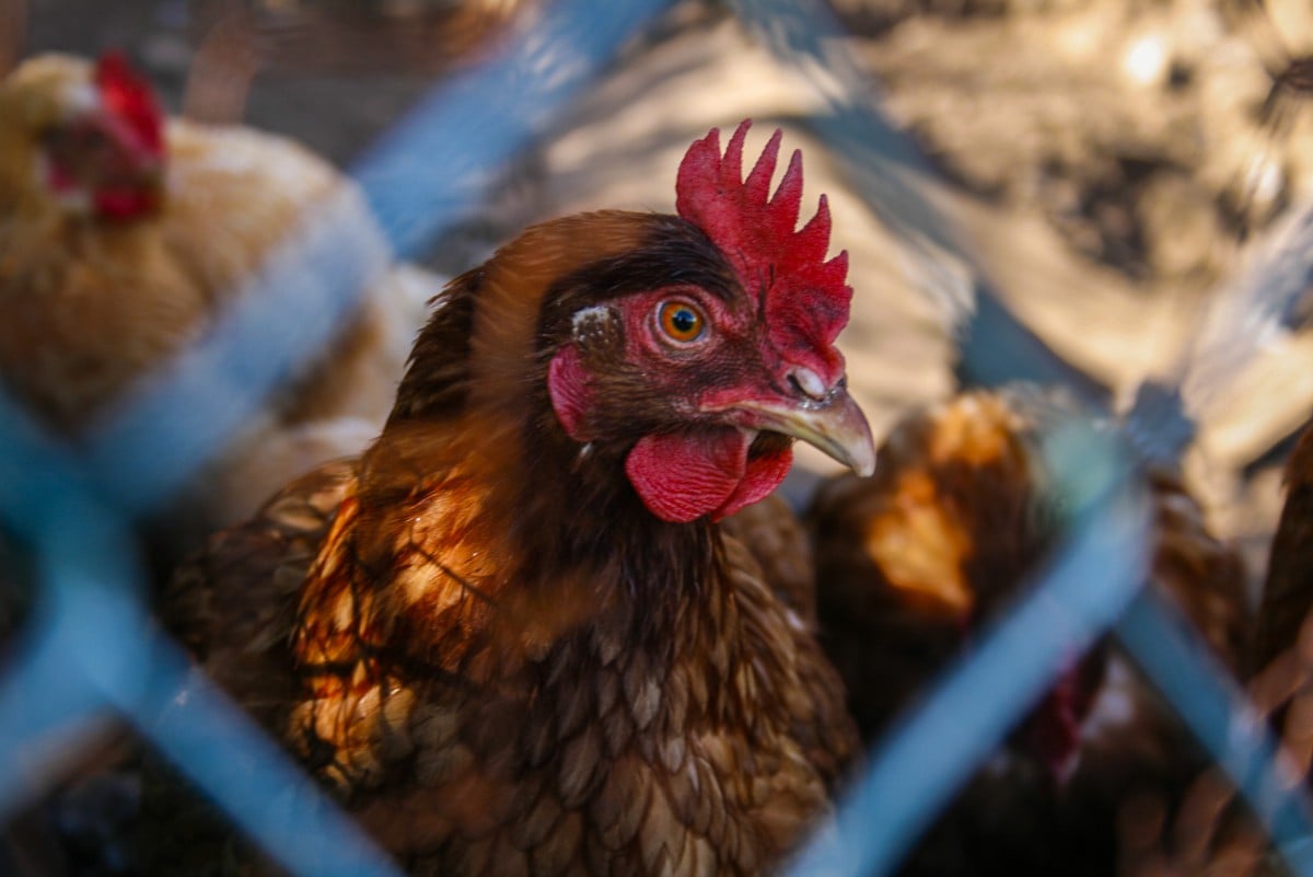 Close-up of rooster