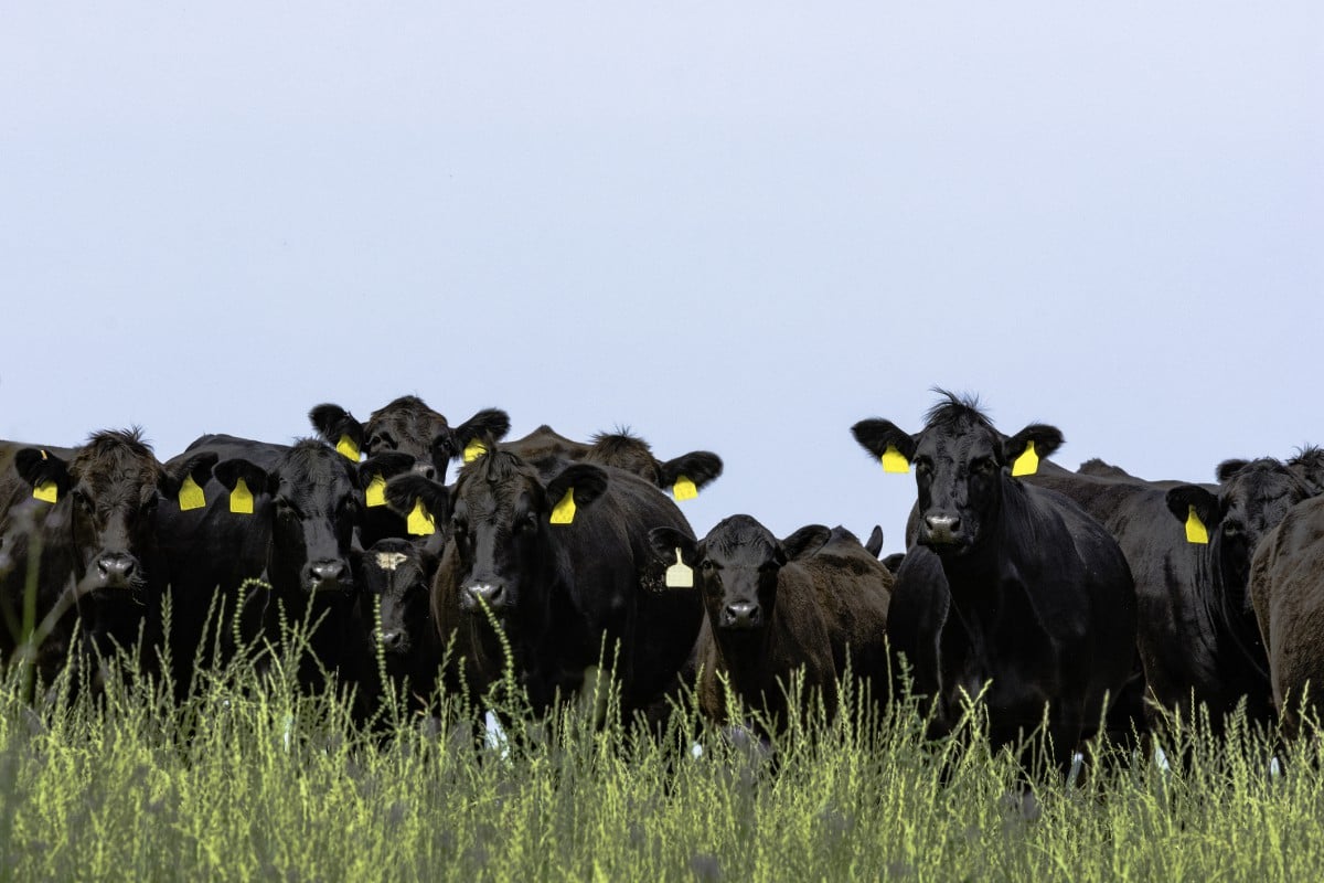 Tagged cows in field