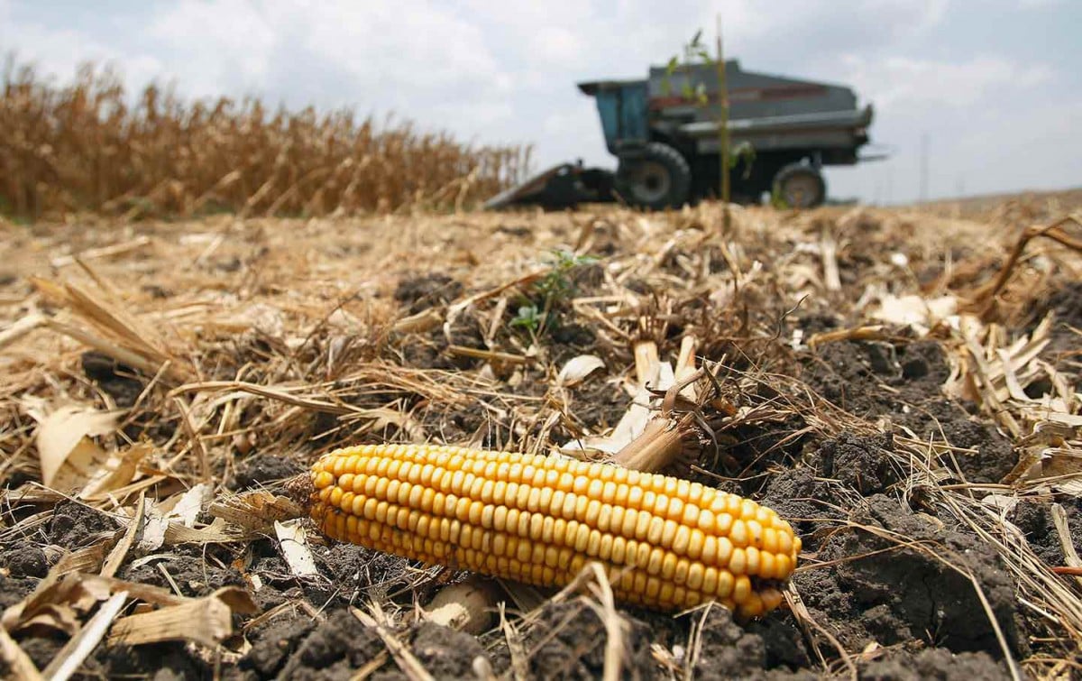 Cob of corn amongst harvested field