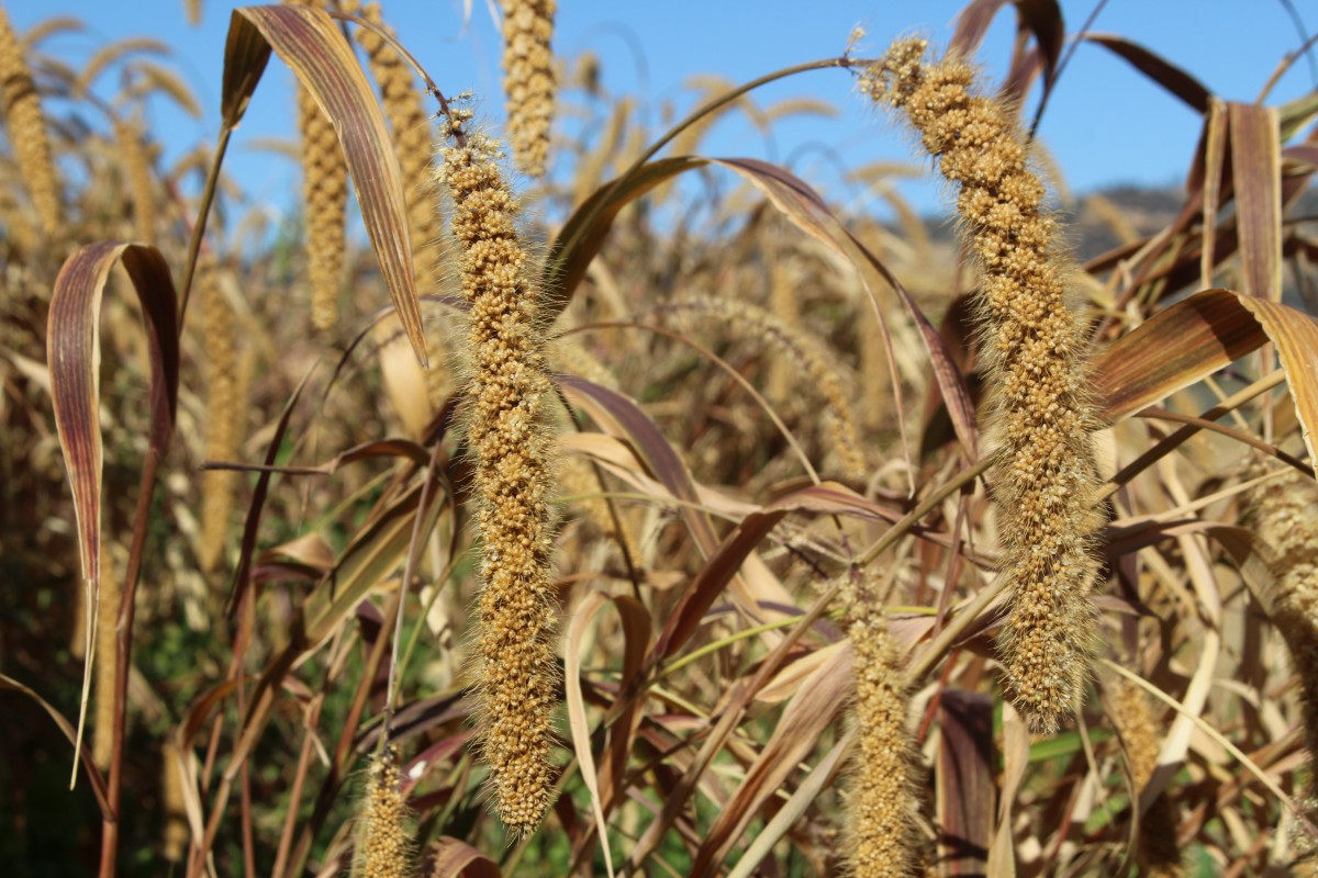 Close up of crop field