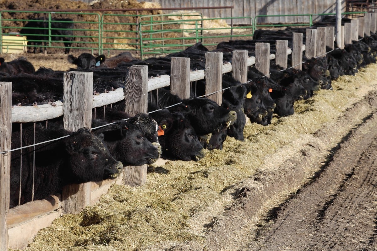 Cows in pens