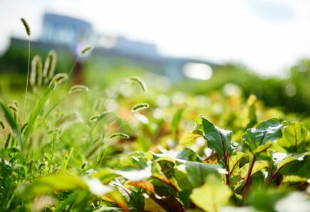 Close up of vegetables in field