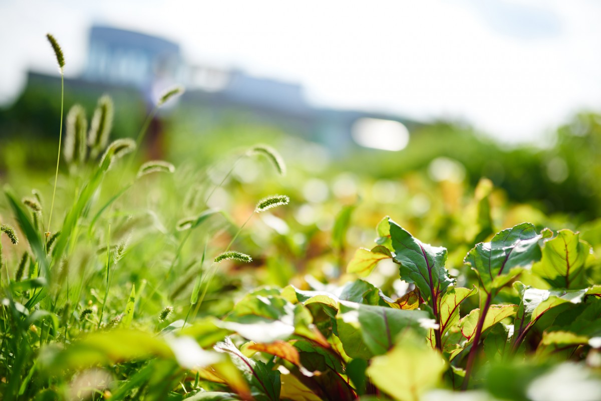 Close up of vegetables in field