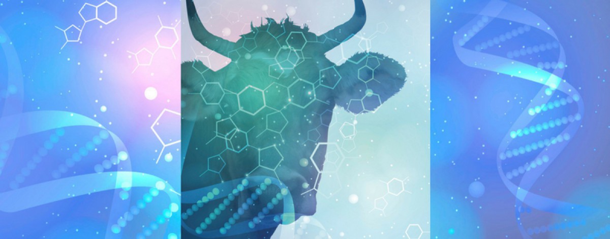 Silhouette of cow with hexagon and dna shapes on top