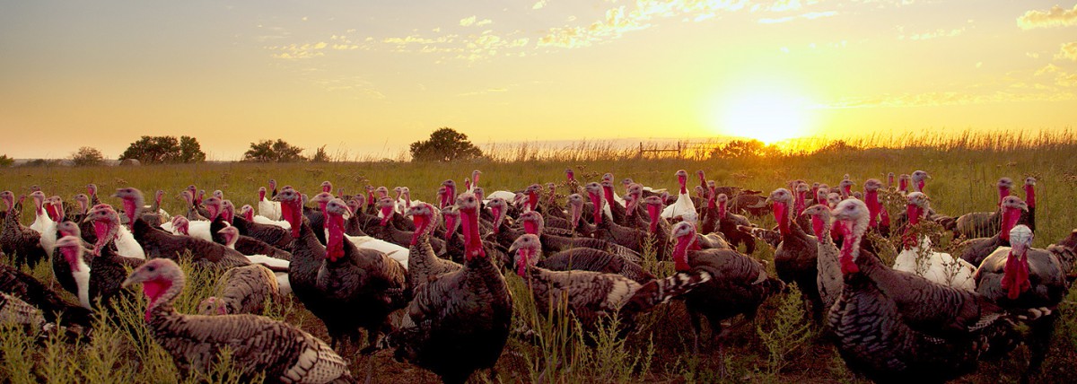 Turkeys in field