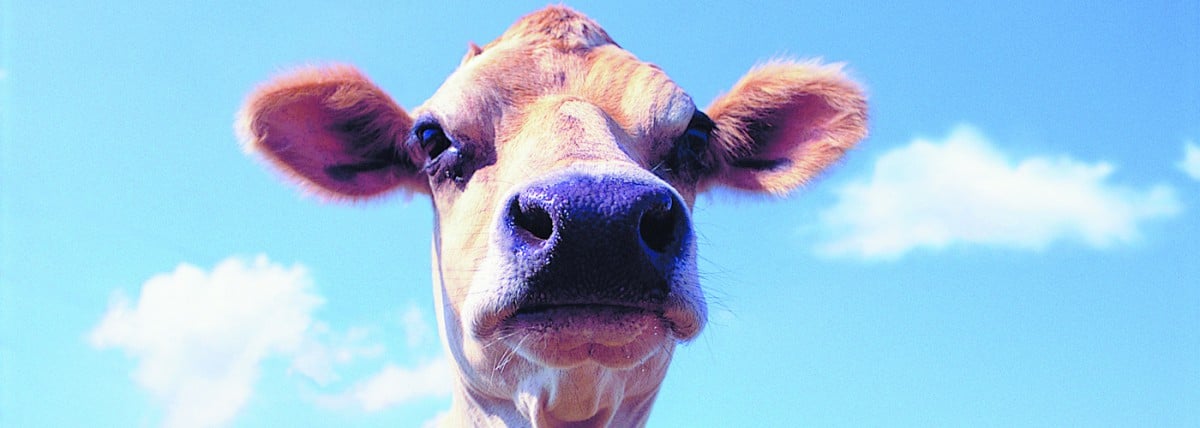 Cow looking at camera with sky in background