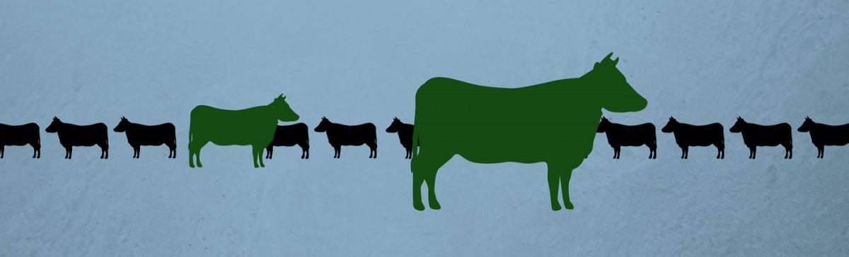 Two green cows standing out amongst other cows in a line