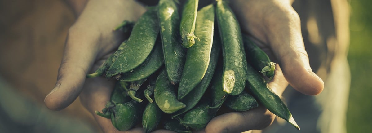 Hands holding peas