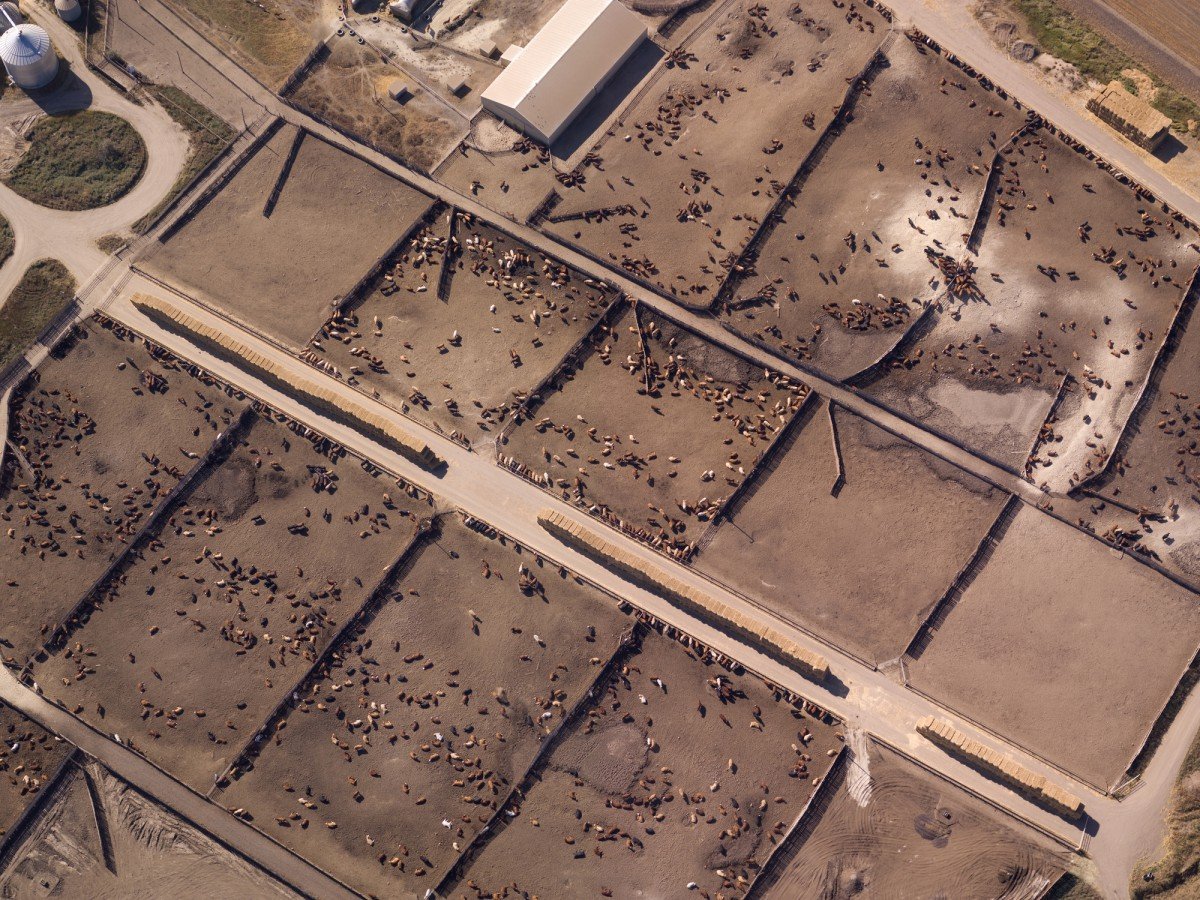 Aerial view of cattle feedlot