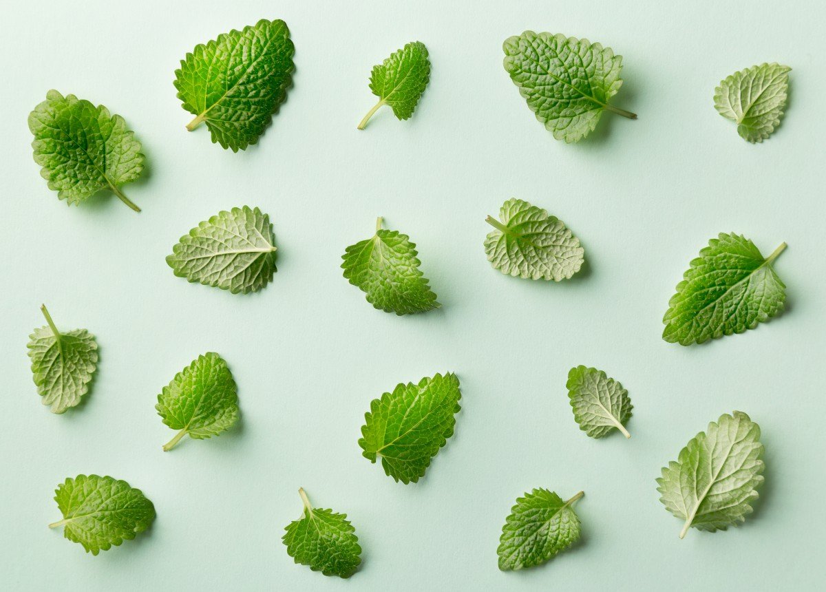 Background full of mint leaves