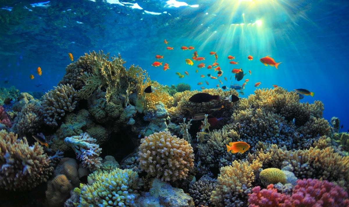 Fish around coral reef