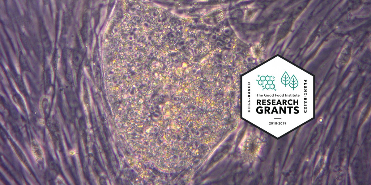 Research grants banner