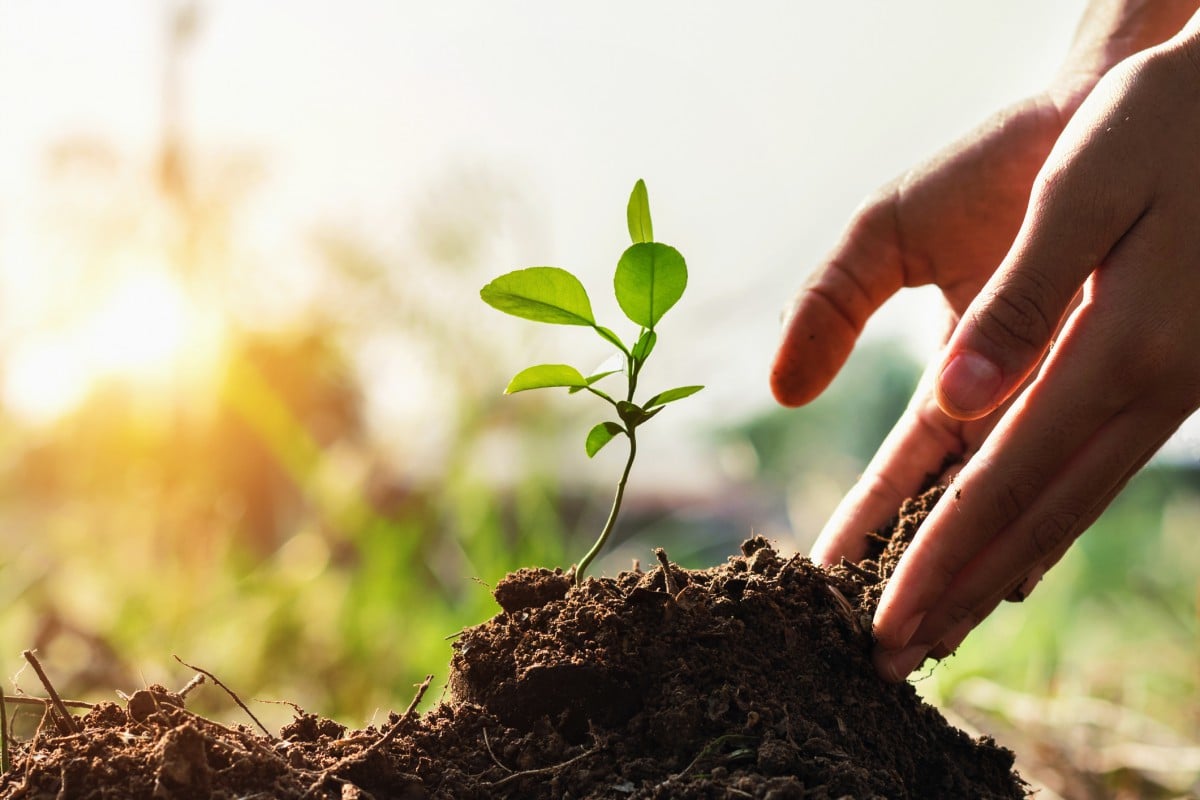 Hands supporting young plant