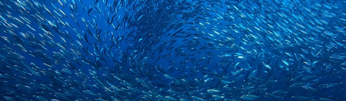 School of fish