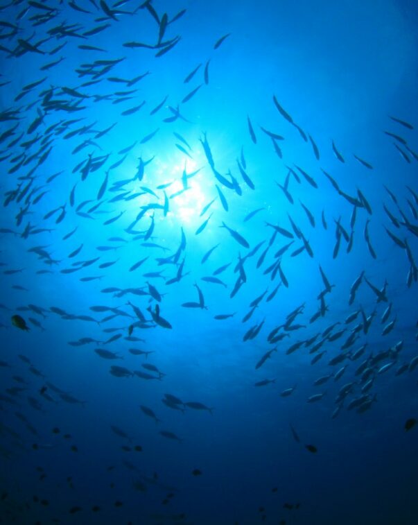 School of fish with sun streaks coming through water