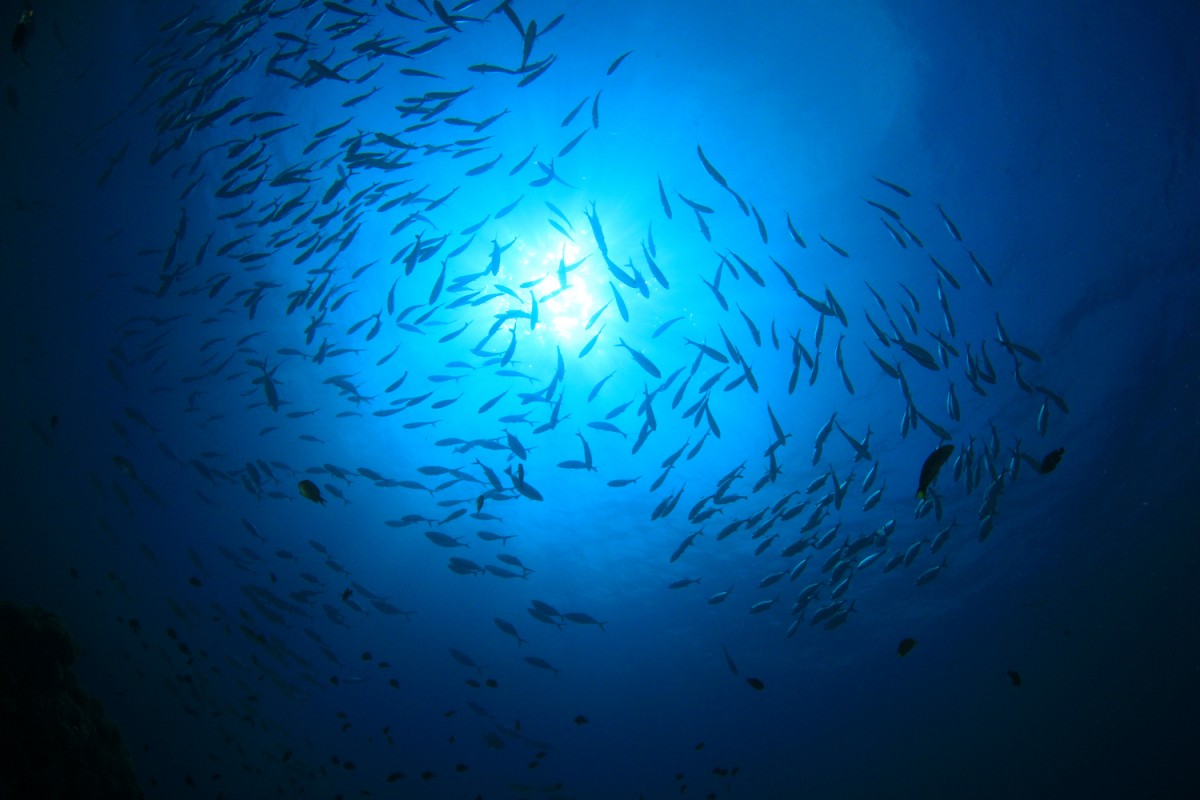 School of fish with sun streaks coming through water