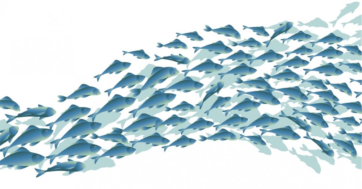 School of fish