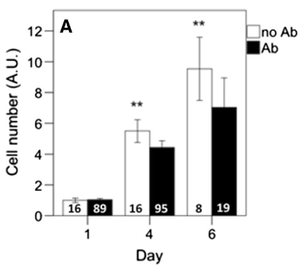 Figure showing growth rates of bovine myoblasts with and without antibiotics