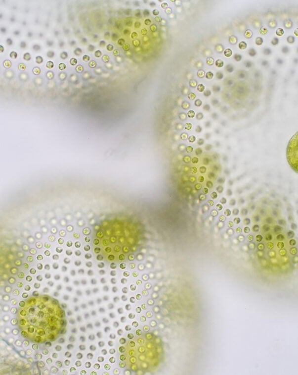 Components 12 Green algae cells representing science and technology concept