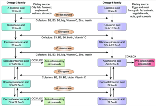 Metabolic pathway diagram showing interconversion between different lipid types