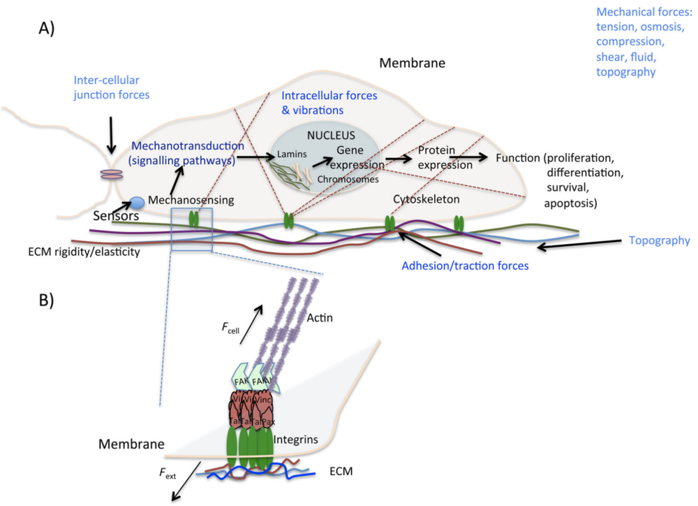 Diagram showing components of the extracellular matrix