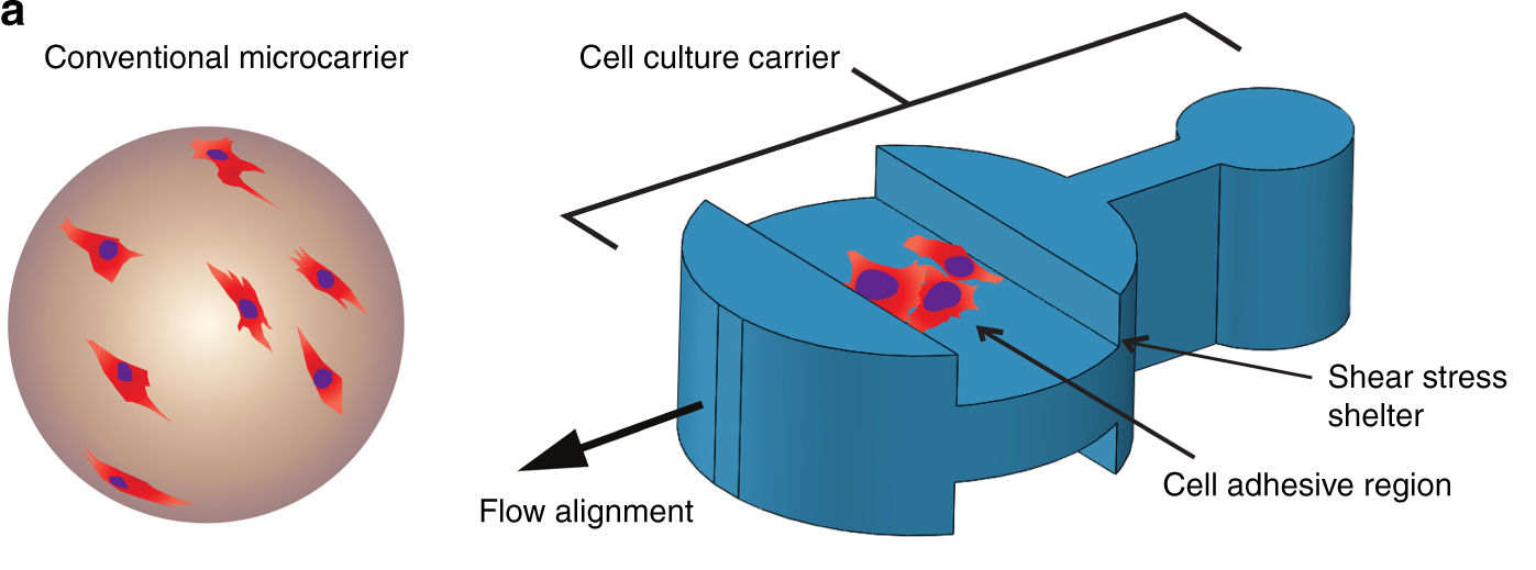 Diagram of different microcarrier shapes