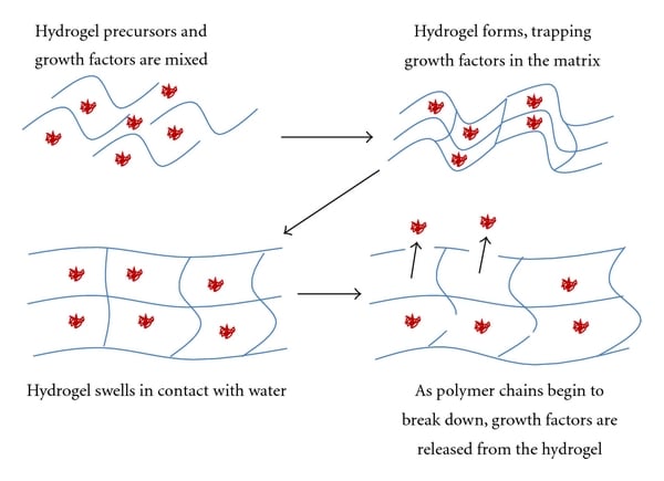 Illustration of growth factors embedded in a hydrogel matrix