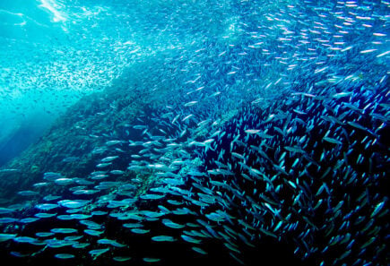 A school of fish swimming along a reef underwater