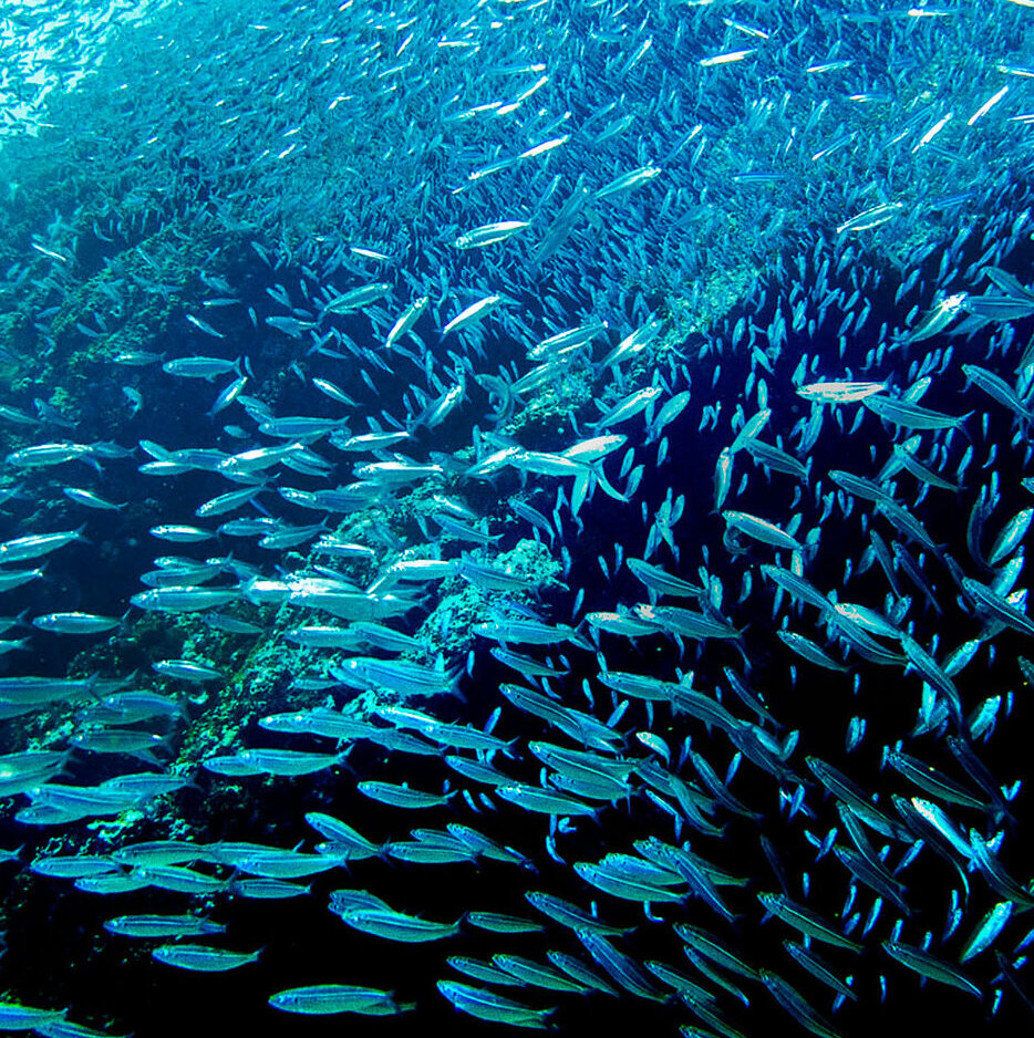 A school of fish swimming along a reef underwater