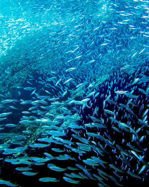 A school of fish swimming along a reef underwater
