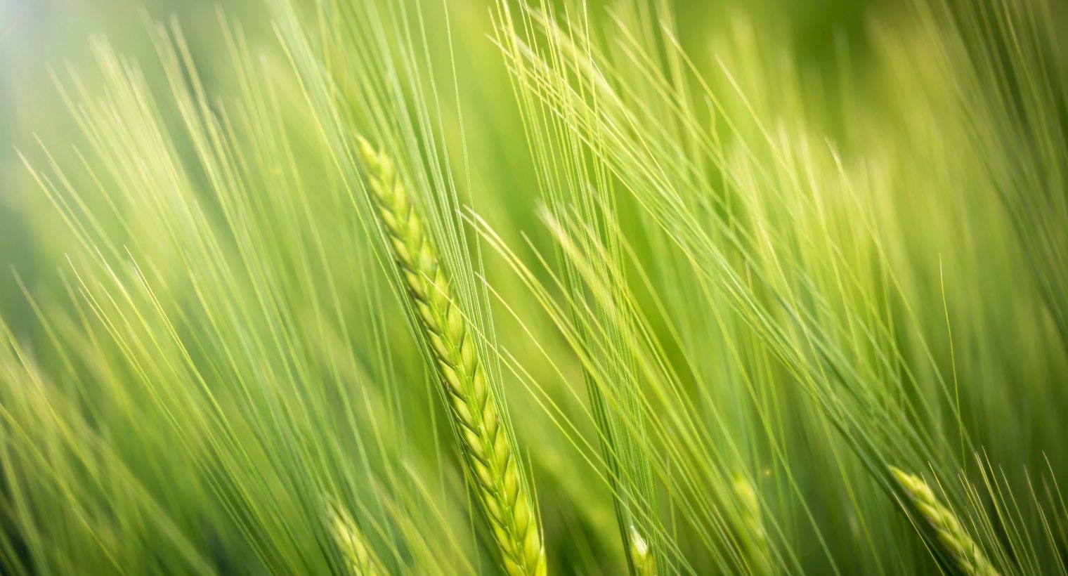 Close up on a field of green wheat