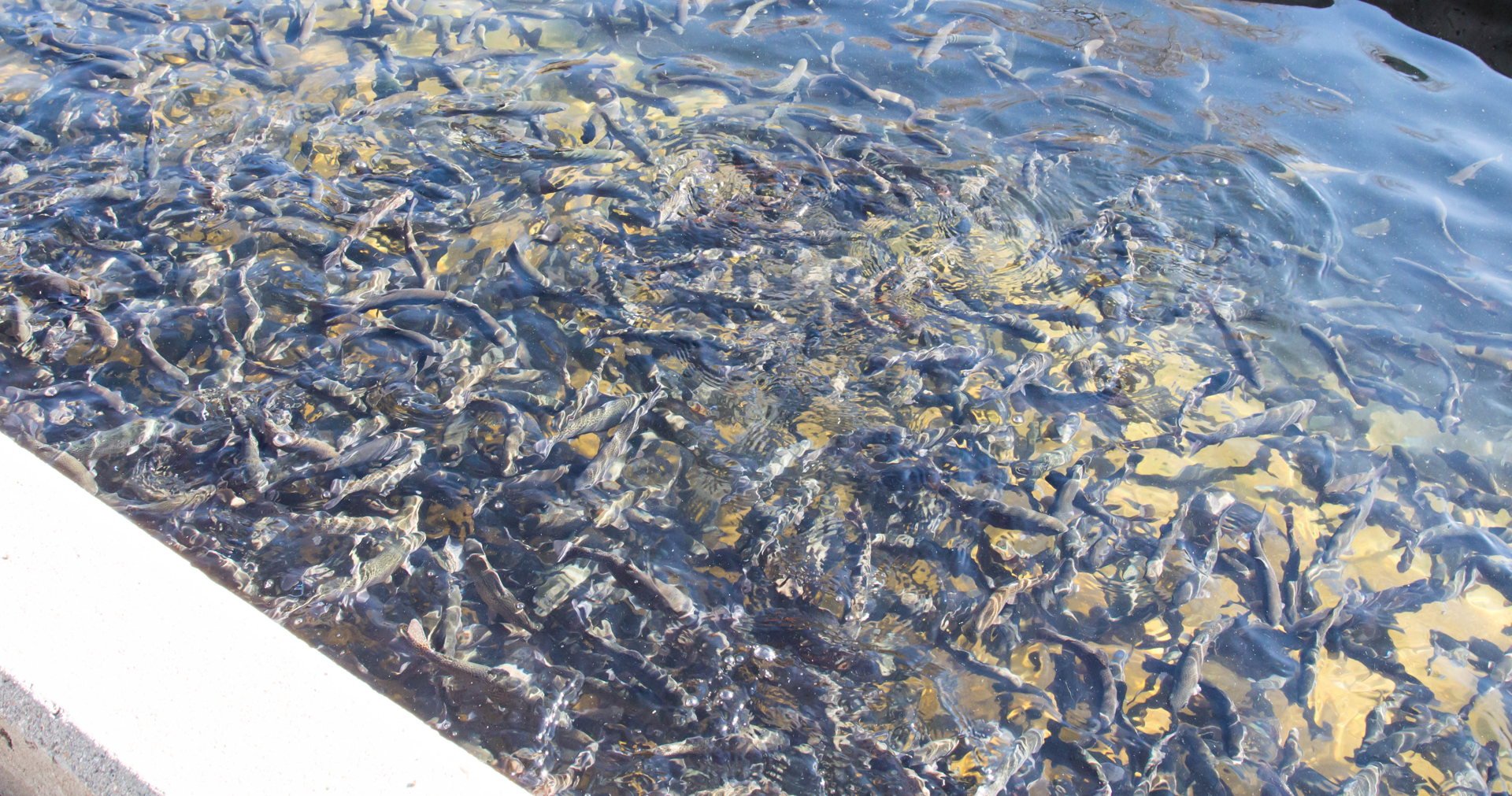 Canal full of fish