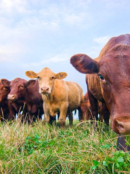 Close-up of cow faces in field