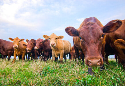 Happy brown cows against a blue sky, representing a future with cultured meat