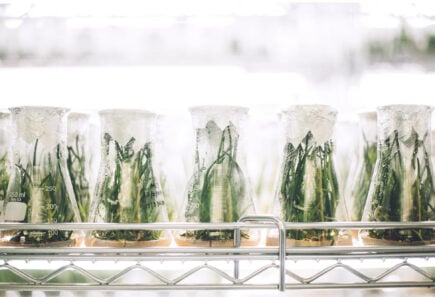 Plants growing in Erlenmeyer flasks