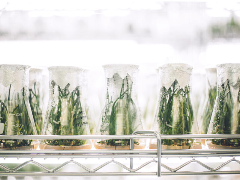 Plants growing in erlenmeyer flasks