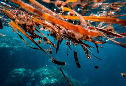 Red seaweed floating on the ocean surface