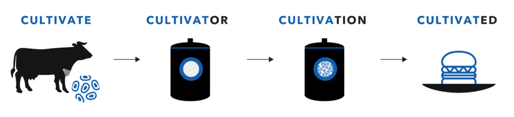 Meat cultivation procress graphic v2