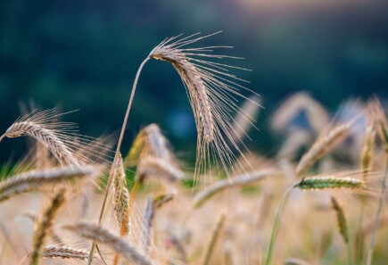 Field of rye, representing agricultural sidestreams for alternative protein production