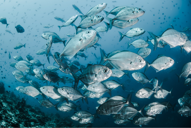 School of fish along a reef in the maldives, photo courtesy of sebastian pena lambarri via unsplash