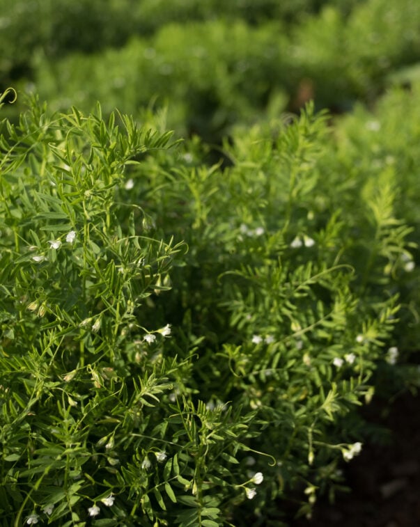 Row of lentil plants with white flowers, representing pulse proteins for plant-based meat production