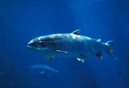 Atlantic salmon swimming in the ocean