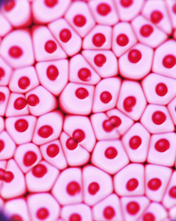 Microscope view of animal cells