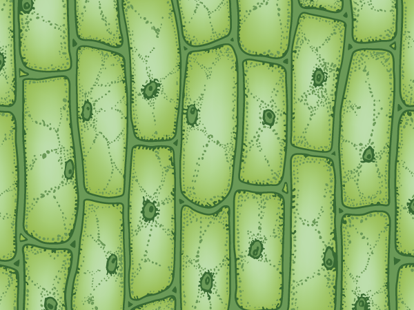 Plant cells under a microscope, representing scaffolding for cultured meat