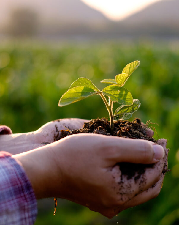 Close up of a farmer’s hands holding a seedling