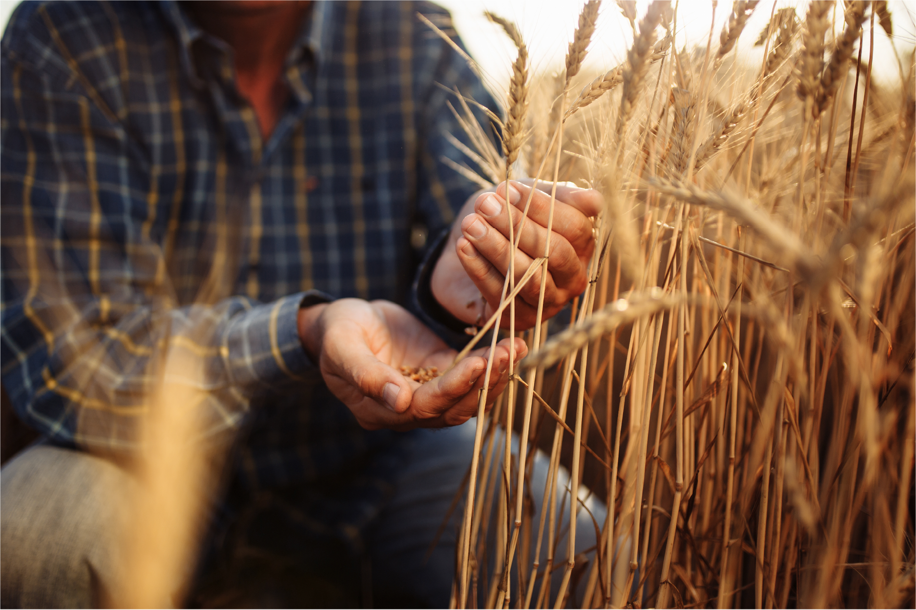 Person harvesting wheat