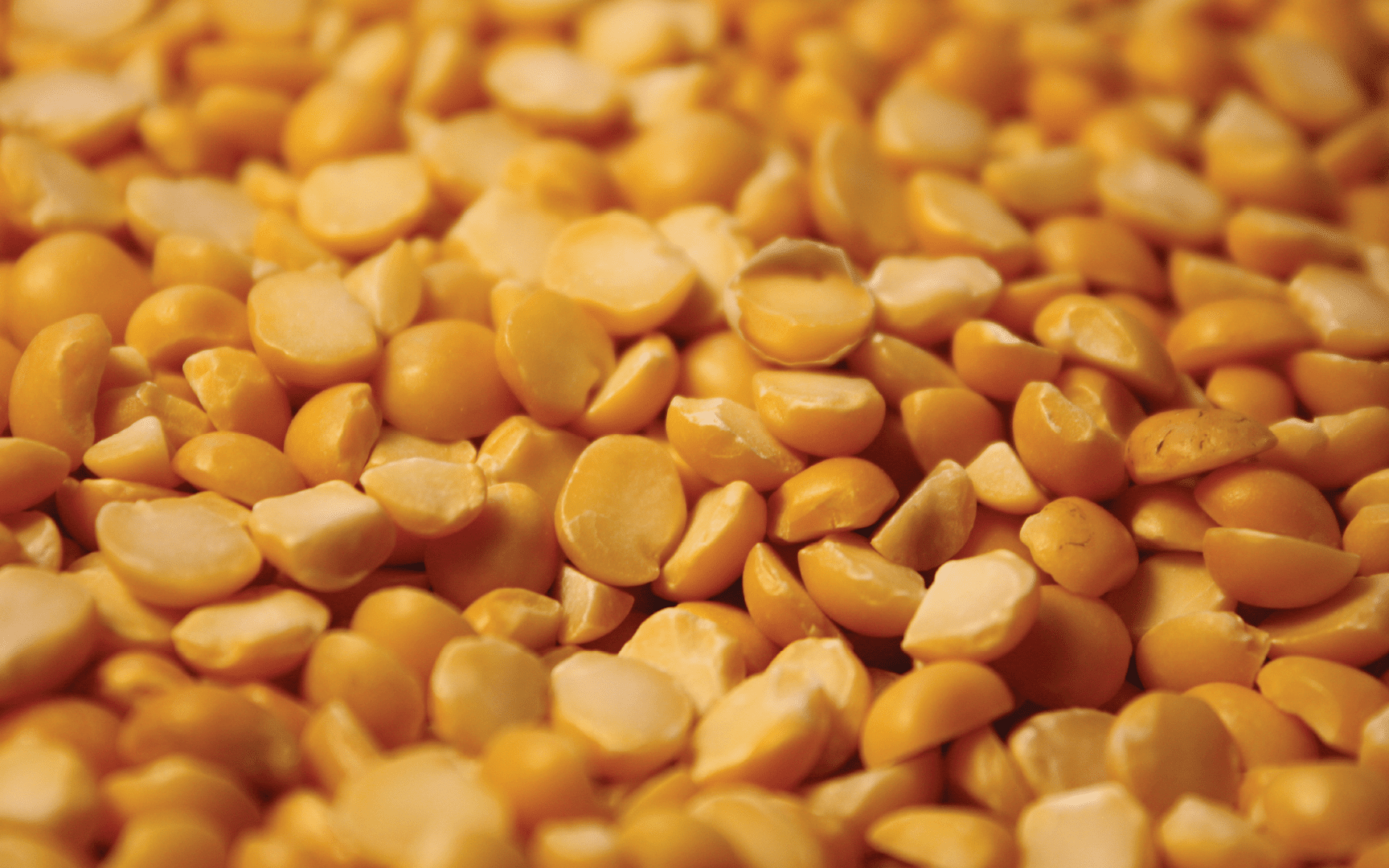 Close up of corn kernels