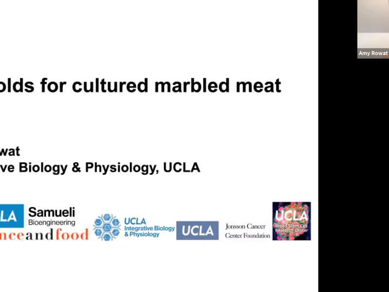 Dr.  amy rowat presents her research on marbling cultivated meat with hydrogel scaffolds