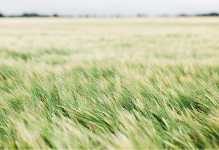 farm field of plant crops