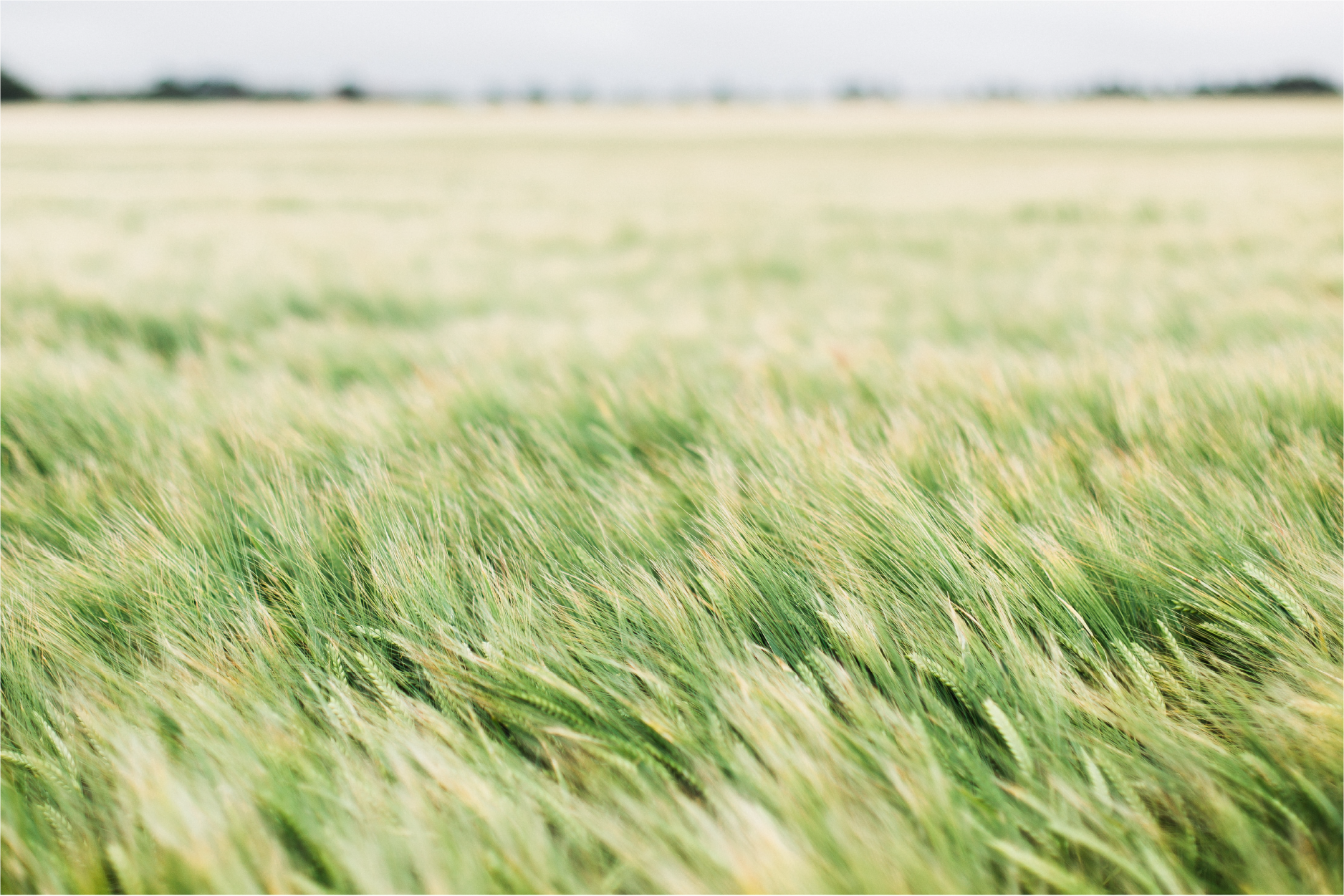 farm field of plant crops